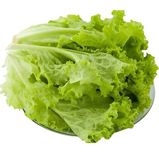 绿食者 新鲜绿叶生菜500g 罗莎绿花叶散叶生菜 西餐沙拉食材配菜