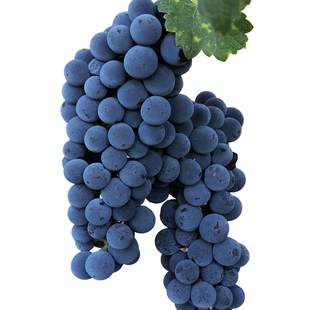 酿酒葡萄新鲜20斤装现摘山葡萄紫葡萄毛葡萄自酿红酒赤霞珠葡萄