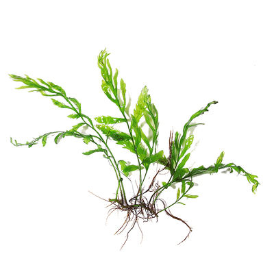 淡水热带鱼缸造景黑幕真水草活体