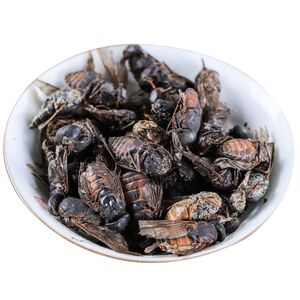 正品无硫大虻虫中药材可磨粉