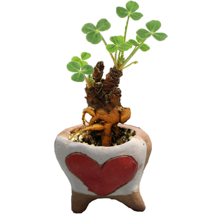 黄花艳酢OxalisMegalorrhiza稀有奇特进口网红多肉植物块根酢浆草