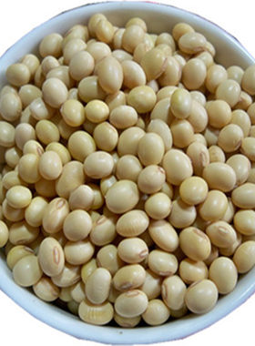 广西黄豆老品种椭圆形农家豆芽