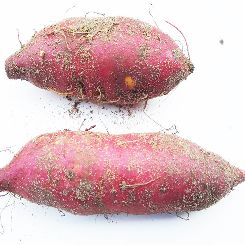 海南澄迈桥头地瓜富硒板栗薯有机新鲜红薯山芋烤番薯桥沙地瓜10斤