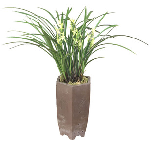 四季兰建兰铁骨素银针素金边细叶兰花夏带素心花苞绿植盆栽包邮