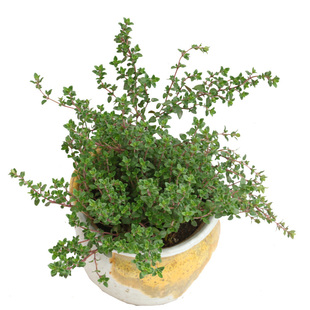 百里香苗新鲜盆栽迷迭香可食用煎牛排用匍匐植物大株用四季香草