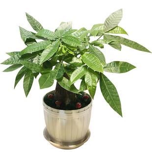 大叶发财树盆栽绿植物四季观赏花卉办公室内家居客厅摆放金摇钱树