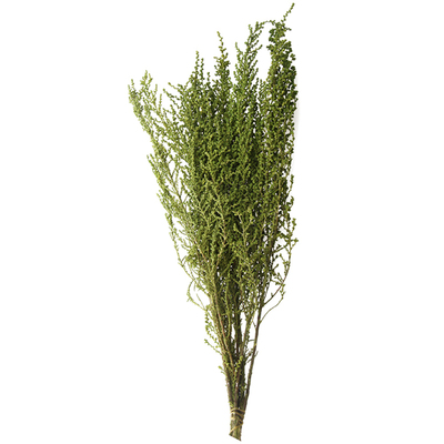 日本进口永生绿植鼠麹草