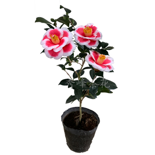 友之浦茶花盆栽玉之浦山茶花苗太阳花四季常青花卉庭院室内好养