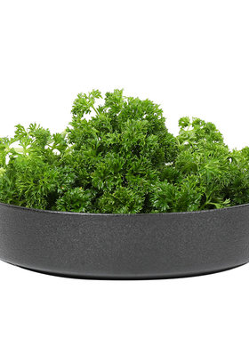 新鲜荷兰芹西餐火锅摆盘装饰材料
