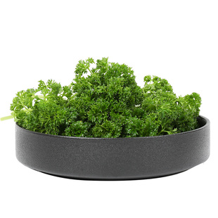 新鲜荷兰芹500g 反西蕃茜洋芫荽法香西餐火锅摆盘装饰点缀用蔬菜