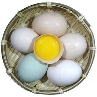怡博士土鸡蛋乌鸡蛋绿壳蛋鹅蛋乌鸡蛋散养新鲜农家土鸡蛋40枚包邮