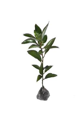 驱蚊虫四季常青盆栽地栽香樟树苗