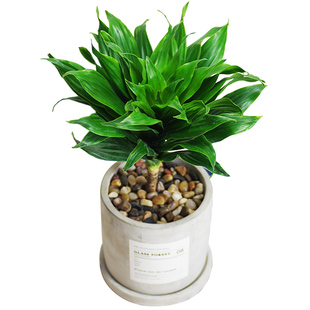 太阳神盆栽水培阿波罗密叶朱蕉龙血树办公室内耐荫植物净化空气