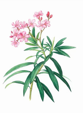 庭院开花植物夹竹桃夏季多年生苗