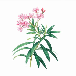 庭院花卉夹竹桃植物花树苗室外盆栽重瓣老桩四季常青工程绿化用苗