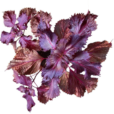 红叶紫苏种子传家宝春秋易种盆栽