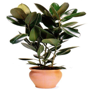 橡皮树黑金刚大叶室内客厅观叶绿植小型桌面盆栽除甲醛净化空气