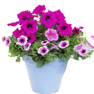 矮牵牛种子混色矮杆庭院花卉花籽盆栽阳台室内外波斯菊太阳花花种