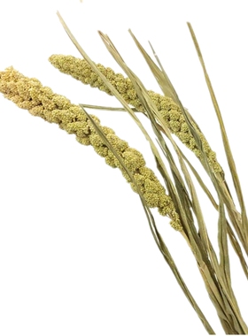 天然小米谷穗干花花束居家摆设