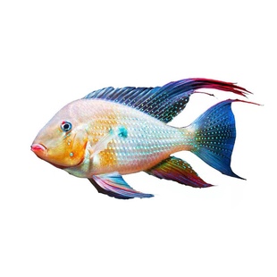 关刀鱼食土雕斯维尼关刀中型元宝凤凰鱼和尚红头力关刀热带观赏鱼