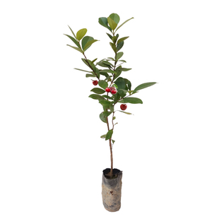 红灯车厘子红妃巴西樱桃树苗森南北方种水果植物盆栽小型庭院阳台