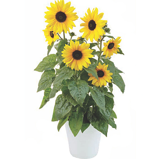 日本Sakata*文森特F1*切花向日葵花园阳台室内绿植花卉盆栽花种子