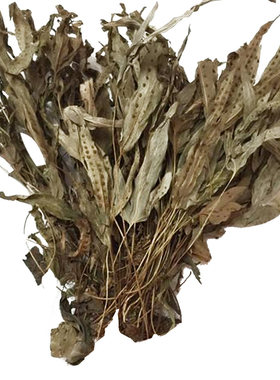 野生金鸡脚草药鸭脚草苗金鸡爪