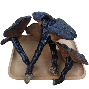 黑灵芝云南深山整枝黑林芝天然正品黑芝非野生灵芝500g赤灵芝切片