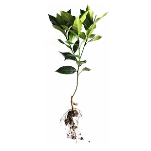 柠檬树苗 嫁接苗木尤力克香水盆栽地栽果树 四川安岳青黄大树果苗