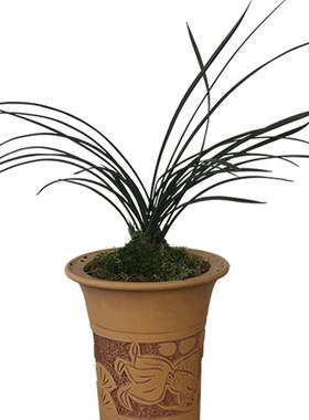 兰花西神梅春兰室内绿植盆栽花卉