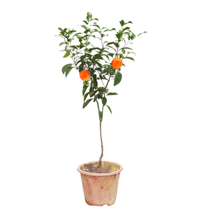 沙糖桔子树苗南北方种植沃柑皇帝柑橘子盆栽嫁接水果正宗地砂脐橙
