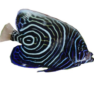 海水鱼热带水族宠物 东非蓝圈蓝纹神仙 海水鱼缸热带鱼宠物活体观