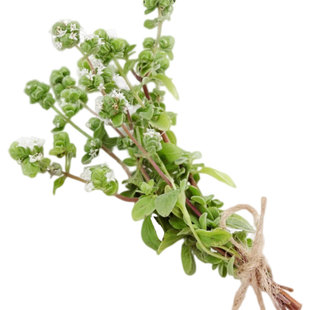 甜马郁兰种子香味浓郁传家宝阳台香草盆栽植物可食用调味披萨草