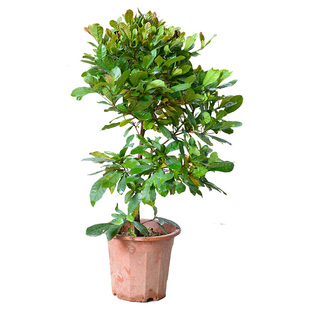 神秘果苗 神秘果树苗 南方果树苗 可带果发货 盆栽 地栽