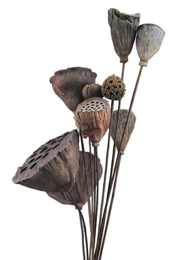 干花小莲蓬手工制作拍摄干花