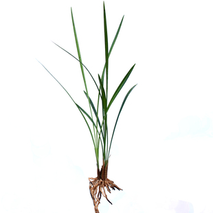 细叶寒兰冬天带花苞直立叶两苗文玩雅赏盆栽连体兰花国兰冬兰包邮