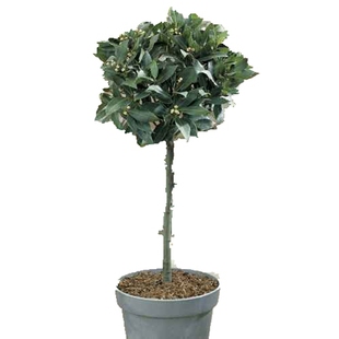 []食用香草苗地中海月桂中/小苗，香料调料不是桂花