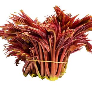 头茬香椿露天野生红香椿芽新鲜春天芽菜红油香椿苗椿天炒鸡蛋顺丰