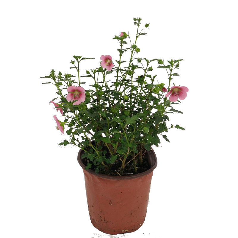 木槿重瓣大苗四季花卉植物包邮