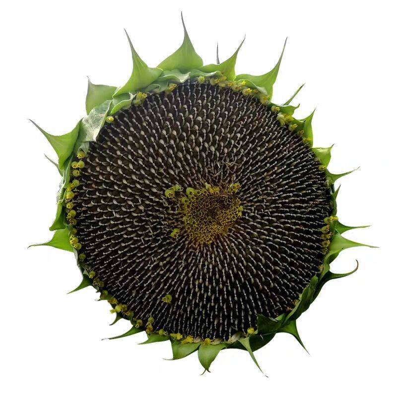 新鲜原味湿瓜子向日葵花盘