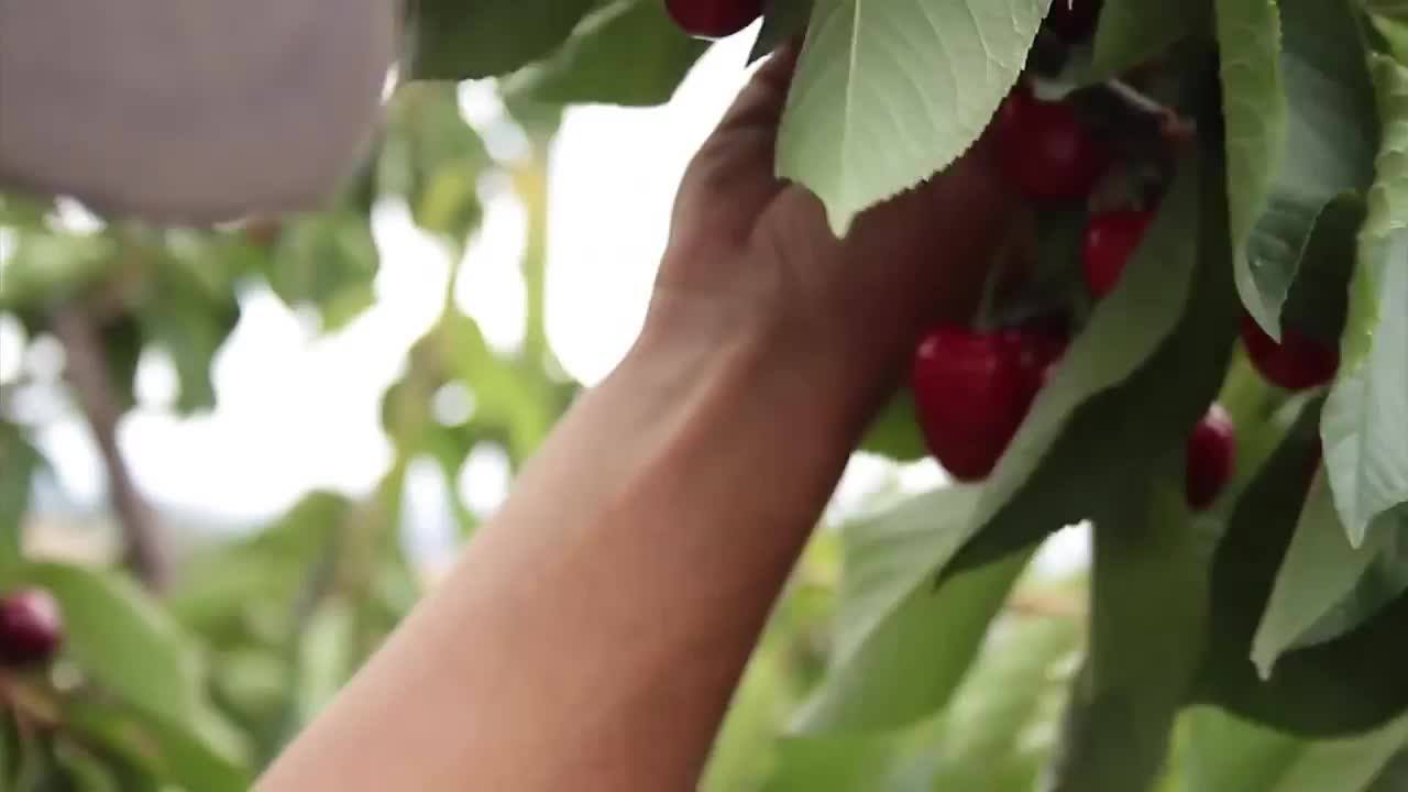 Australia Fresh Fruit Sweet Cherry Buy Sweet Cherry,Australia Cherry