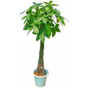 五辫发财树真树老桩大盆景盆栽植物室内大型带根组合前台绿植盆栽