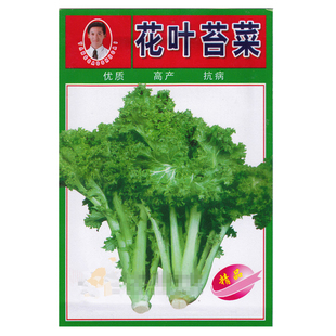 花叶苔菜种子青菜四季盆栽现在种的农家菜籽庭院秋季冬季耐热抗寒