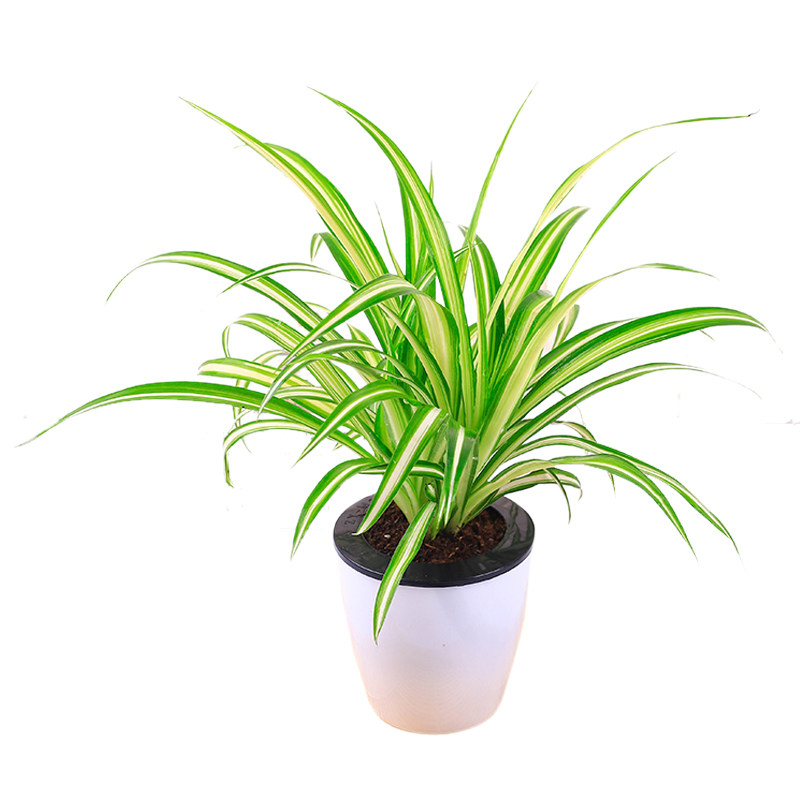 好养吊兰金心金边盆栽室内植物花