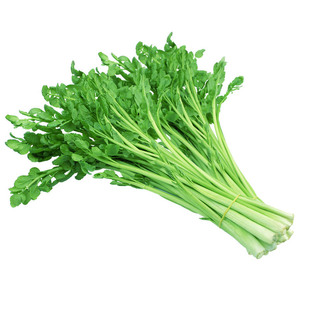 野外山野菜水芹菜种子家庭盆栽简单阳台四季播易耐寒耐热蔬菜籽孑