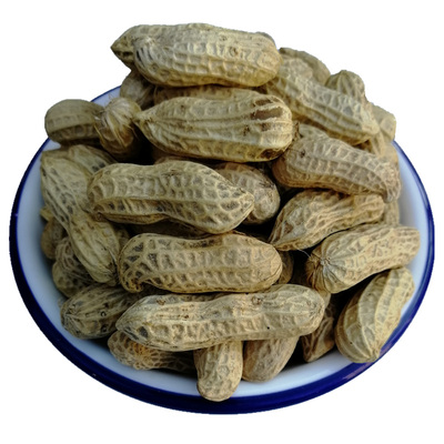 太阳晒干朱口小籽福建水煮花生