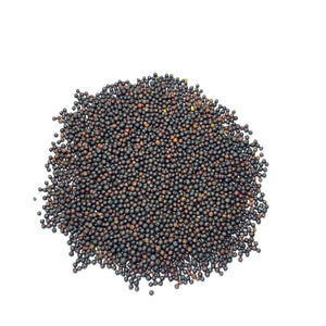 油菜种子绿化观赏油菜花种子榨油原料油菜种籽非转基因蔬菜油菜籽