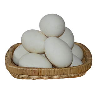 12枚大三花五龙鹅产蛋王鹅鹅蛋受精蛋种蛋可孵化鹅苗泰州鹅四季鹅