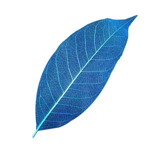 唯美植物天然玉兰叶脉叶书签树叶干花叶络送学生老师创意礼物30张