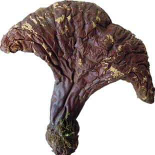 回客多长白山半野生灵芝紫芝赤芝片泡酒料煲汤林下灵芝泡茶250克